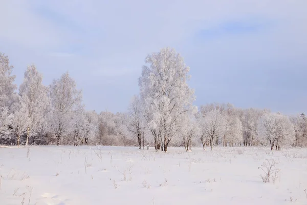 Paisagem Inverno Com Bosque Bétula Nevado Natureza Pitoresca — Fotografia de Stock