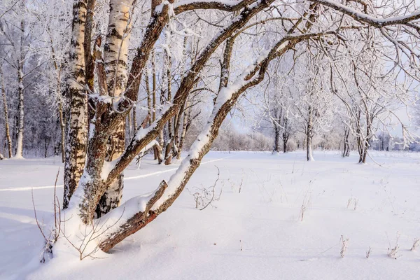 Paisagem Inverno Com Bosque Bétula Nevado Natureza Pitoresca — Fotografia de Stock