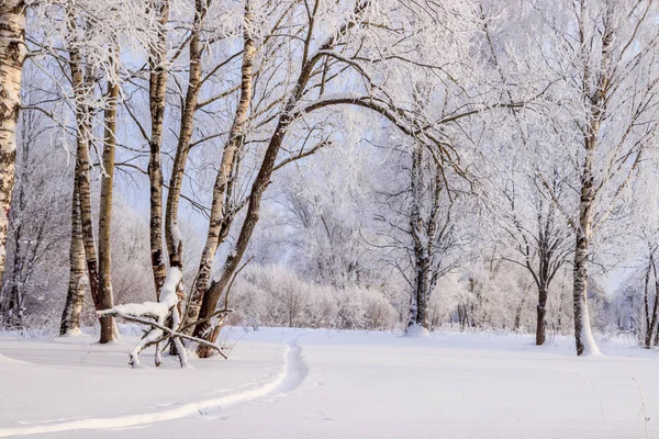 Paisagem Inverno Com Bosque Bétula Nevado Natureza Pitoresca — Fotografia de Stock