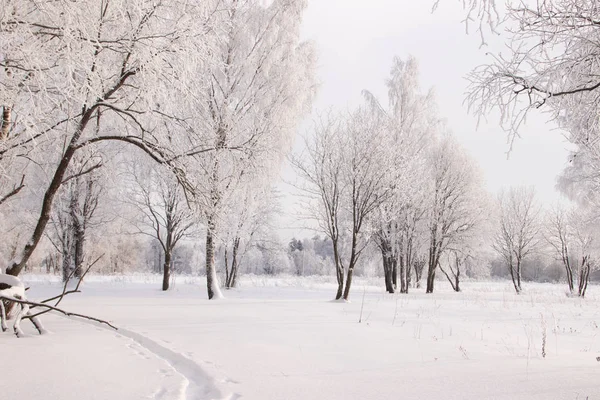 Paisagem Inverno Com Bosque Bétula Nevado Natureza Pitoresca — Fotografia de Stock