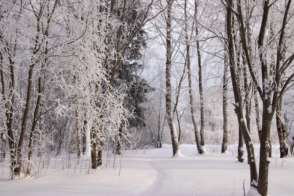 Зимний Пейзаж Снежной Березовой Рощей Живописная Природа — стоковое фото