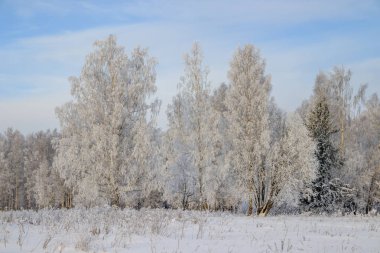 Karlı huş ağacının olduğu kış manzarası, resim gibi doğa.