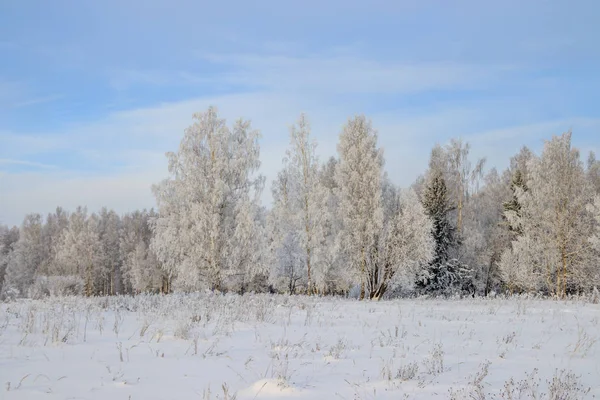 Paisagem Inverno Com Bosque Bétula Nevado Natureza Pitoresca — Fotografia de Stock