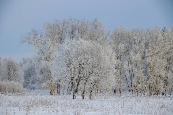 Paisagem Inverno Com Bosque Bétula Nevado Natureza Pitoresca — Fotografia de Stock