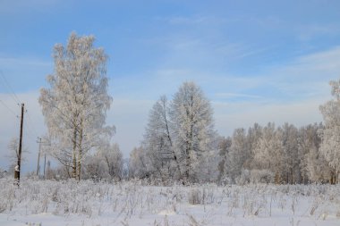 Karlı huş ağacının olduğu kış manzarası, resim gibi doğa.
