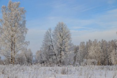Karlı huş ağacının olduğu kış manzarası, resim gibi doğa.