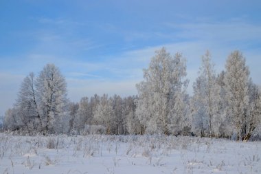 Karlı huş ağacının olduğu kış manzarası, resim gibi doğa.