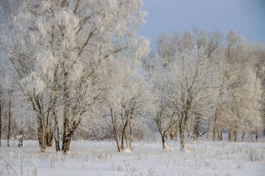 Karlı huş ağacının olduğu kış manzarası, resim gibi doğa.