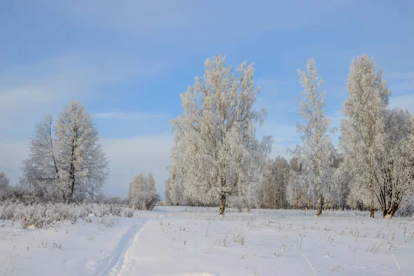 Winter Landscape Snowy Birch Grove Picturesque Nature — Stock Photo, Image