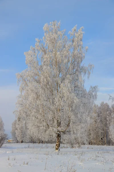 Zimowy Krajobraz Zaśnieżonym Gajem Brzozowym Malownicza Przyroda — Zdjęcie stockowe