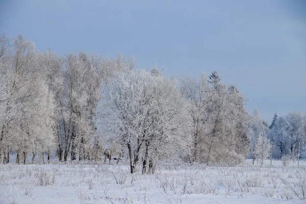 Winter Landscape Snowy Birch Grove Picturesque Nature — 스톡 사진