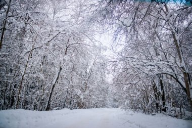 Kış yolunun manzarası. Yol boyunca karlı ağaçlar. Kış yolculuğu 