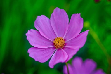 Çim, kozmosun bitkilerüzerinde büyüyen yaz pembe çiçekleri