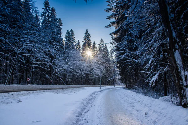View Winter Road Snowy Trees Road Winter Journey — Stock Photo, Image