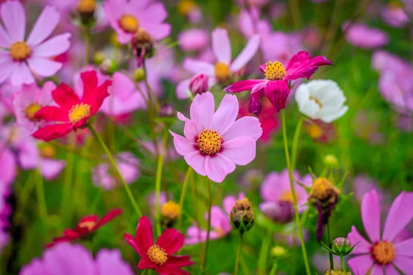 Rosa Sommerblumen Die Auf Rasen Wachsen Kosmospflanzen — Stockfoto