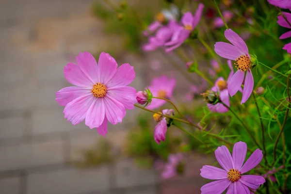 Rosa Sommerblumen Die Auf Rasen Wachsen Kosmospflanzen — Stockfoto