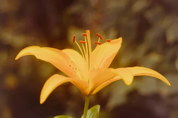 黄色のユリの花 夏の庭の美しい鮮やかな花 — ストック写真