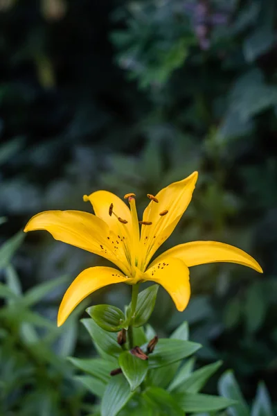 Gul Lilja Vacker Levande Blomma Sommarträdgården — Stockfoto