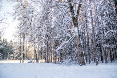 Kış ormanının muhteşem manzarası. Karla kaplı ağaçlar