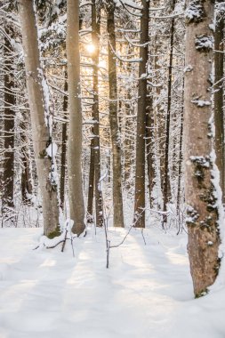 Kış ormanının muhteşem manzarası. Karla kaplı ağaçlar
