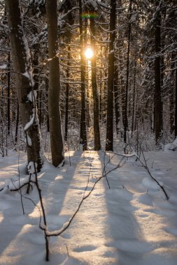 Kış ormanının muhteşem manzarası. Karla kaplı ağaçlar