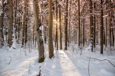Kış ormanının muhteşem manzarası. Karla kaplı ağaçlar