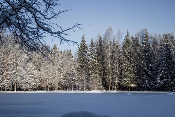 Increíble Paisaje Bosque Invierno Árboles Cubiertos Nieve — Foto de Stock