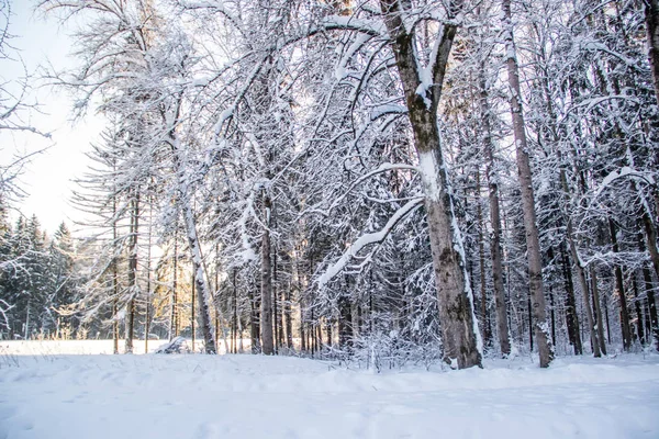 Increíble Paisaje Bosque Invierno Árboles Cubiertos Nieve — Foto de Stock