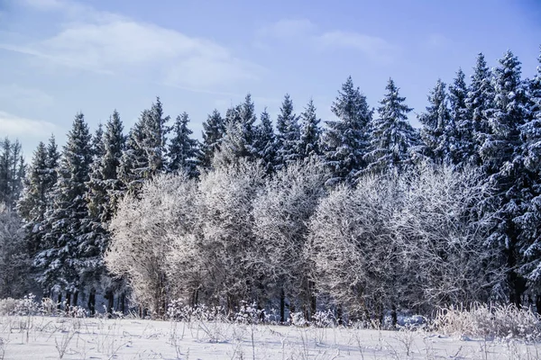 Paesaggio Incredibile Foresta Invernale Alberi Coperti Neve — Foto Stock
