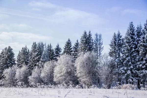 Increíble Paisaje Bosque Invierno Árboles Cubiertos Nieve — Foto de Stock