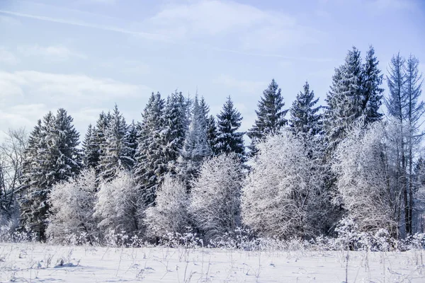 Niesamowity Krajobraz Zimowego Lasu Drzewa Pokryte Śniegiem — Zdjęcie stockowe