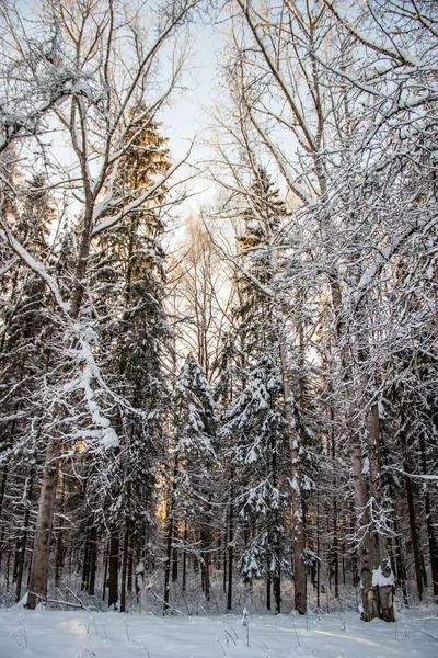 Amazing landscape of winter forest. Trees covered with snow