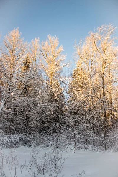 Amazing Landscape Winter Forest Trees Covered Snow Royalty Free Stock Images