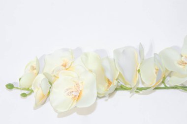 beyaz arka plan üzerinde orkide. Yapay çiçekler