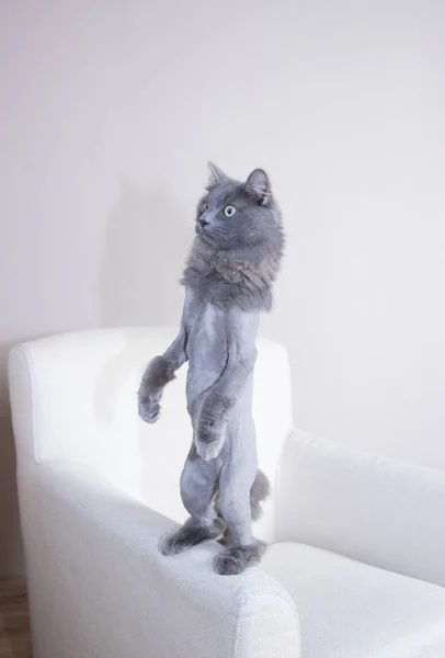 Gray cat stands on its hind legs.