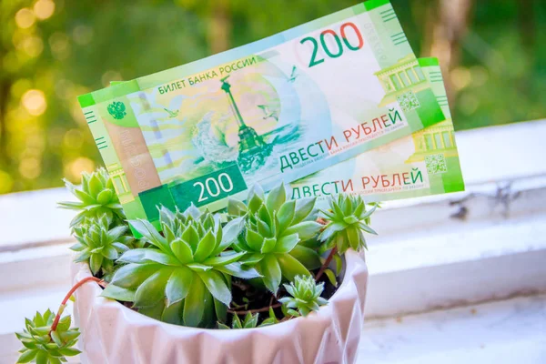 Dinheiro Papel Planta Potenciômetro Rússia Gatchina Julho 2018 — Fotografia de Stock