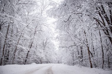 Kış yolunun manzarası. Yol boyunca karlı ağaçlar. Kış yolculuğu 