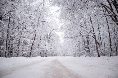 Kış yolunun manzarası. Yol boyunca karlı ağaçlar. Kış yolculuğu 