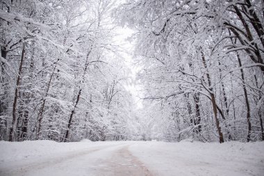 Kış yolunun manzarası. Yol boyunca karlı ağaçlar. Kış yolculuğu 