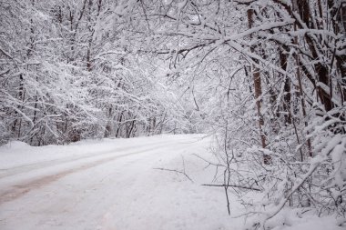 Kış yolunun manzarası. Yol boyunca karlı ağaçlar. Kış yolculuğu 
