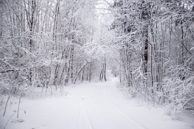 Kış yolunun manzarası. Yol boyunca karlı ağaçlar. Kış yolculuğu 