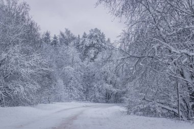 Kış yolunun manzarası. Yol boyunca karlı ağaçlar. Kış yolculuğu 