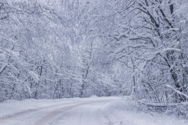 Kış yolunun manzarası. Yol boyunca karlı ağaçlar. Kış yolculuğu 