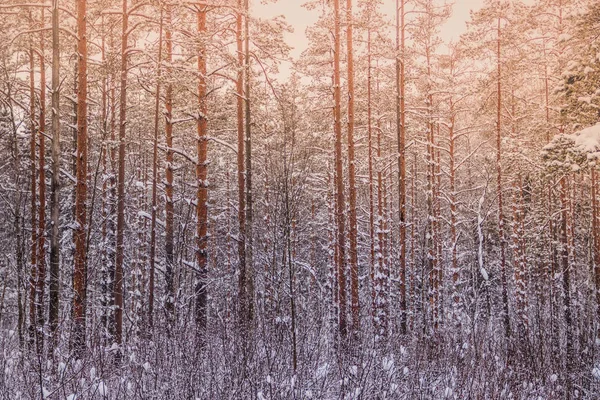 Increíble Paisaje Bosque Invierno Árboles Cubiertos Nieve — Foto de Stock