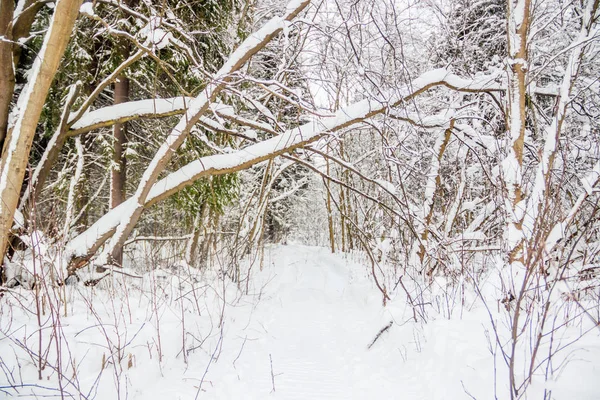 Paisagem Incrível Floresta Inverno Árvores Cobertas Neve — Fotografia de Stock