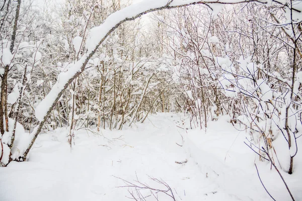 Paisagem Incrível Floresta Inverno Árvores Cobertas Neve — Fotografia de Stock