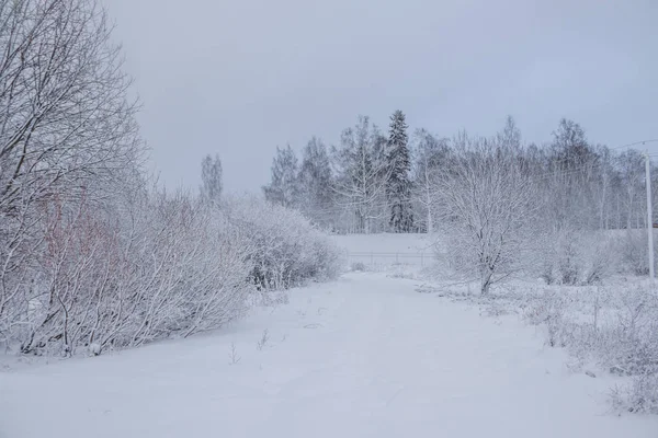 冬の道の眺め 道路沿いの雪の木々 冬の旅 — ストック写真