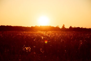 Çim en kazığa ve kır çiçekleri ile tarlada yaz gün batımı.