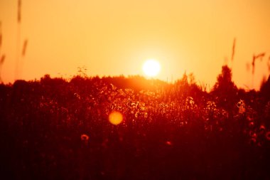Çim en kazığa ve kır çiçekleri ile tarlada yaz gün batımı.
