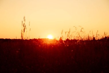 Çim en kazığa ve kır çiçekleri ile tarlada yaz gün batımı.